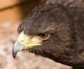 Harris Hawk